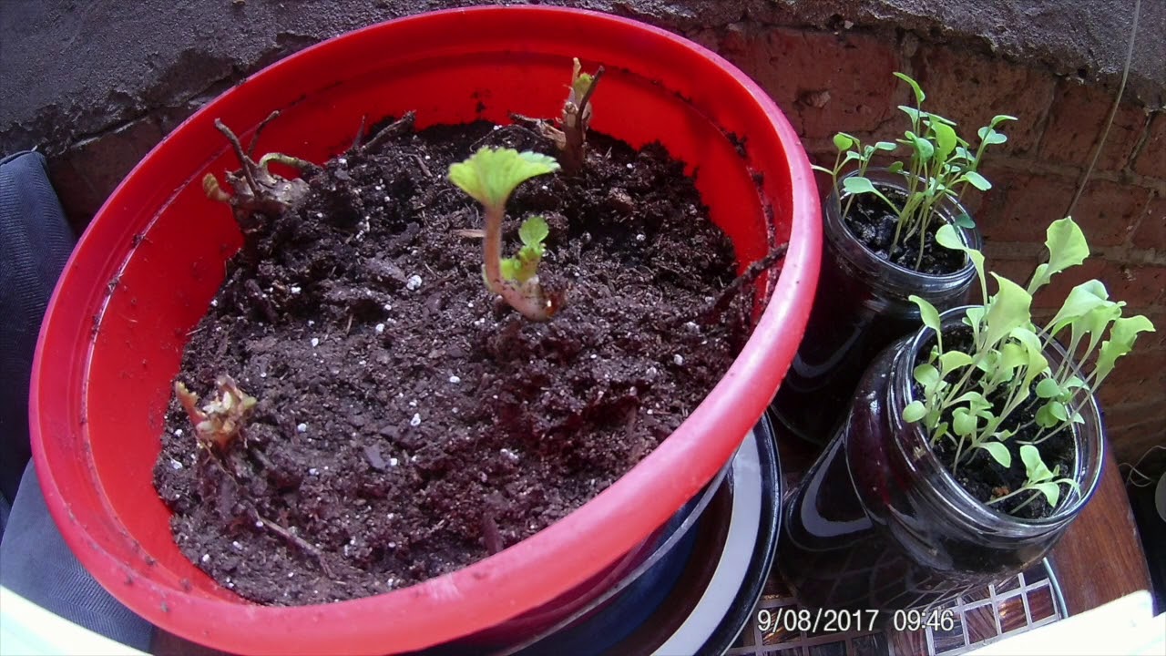 Time lapse 1 (strawberry and red kidney bean) YouTube