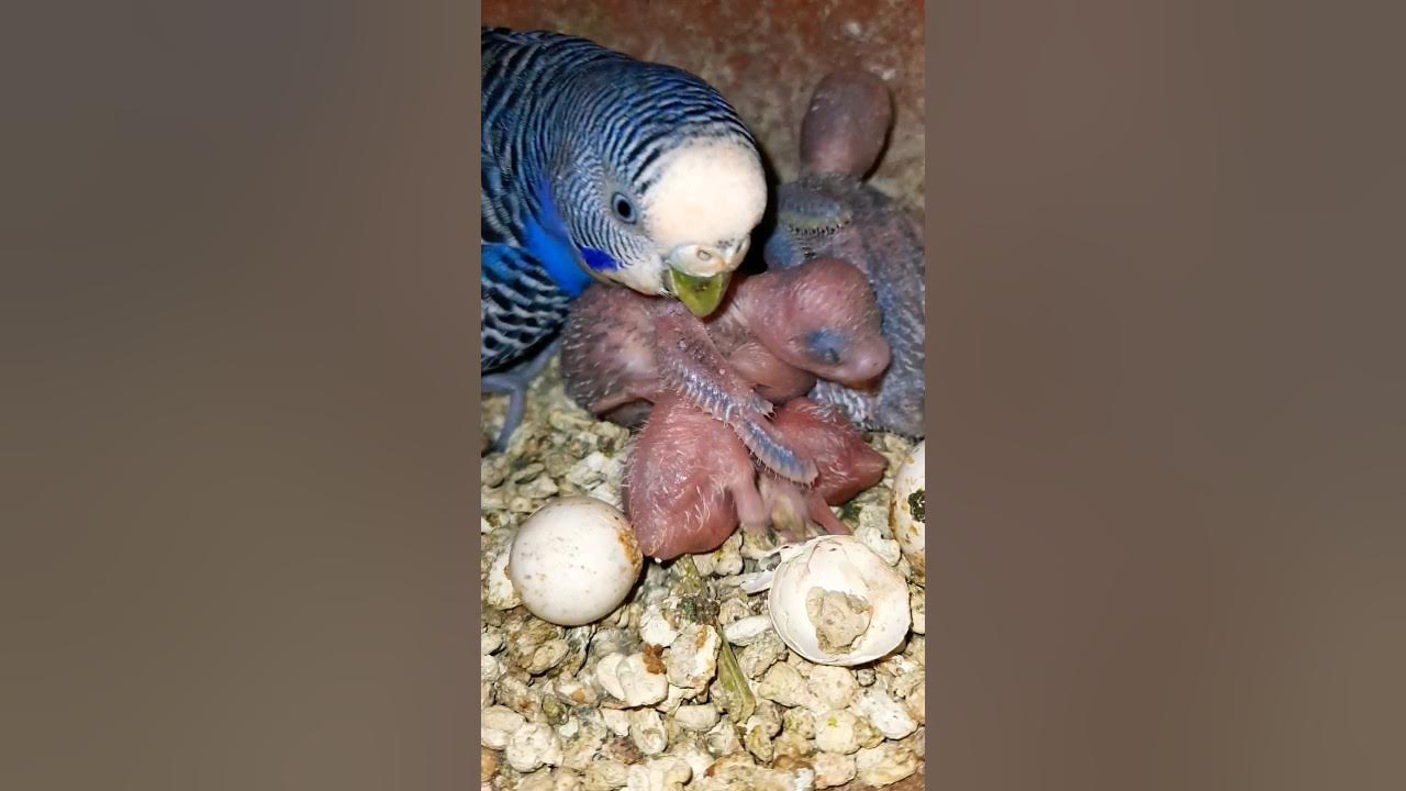 budgie eggs hatching/ love bird eggs hatching YouTube