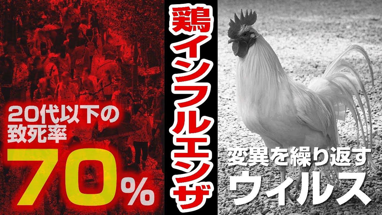 【まんが感染症の歴史】鳥インフルエンザ - 鳥類からヒトへの感染