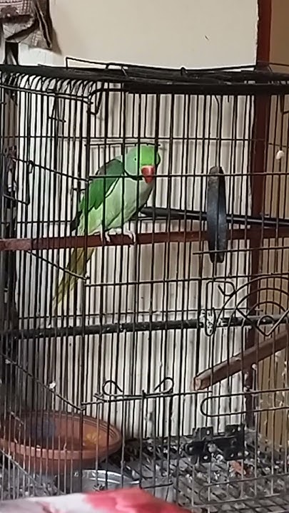 Mithoo Is Saying Allah Hafiz love parrot enjoy talkingparrot mithoo-is-saying-allah-hafiz-love-parrot-enjoy-talkingparrot