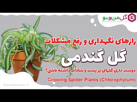 رازهای نگهداری گل گندمی - بررسی مشکلات رایج و راه حل آنها - spider plants