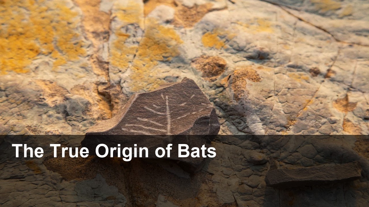 Video summary: Bat family tree rewritten as study traces origins to Europe