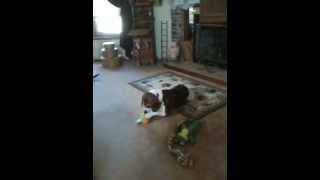 Buster Beagles 2nd Birthday April 4,2012