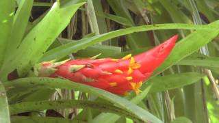 Puerto Rican Rainforest