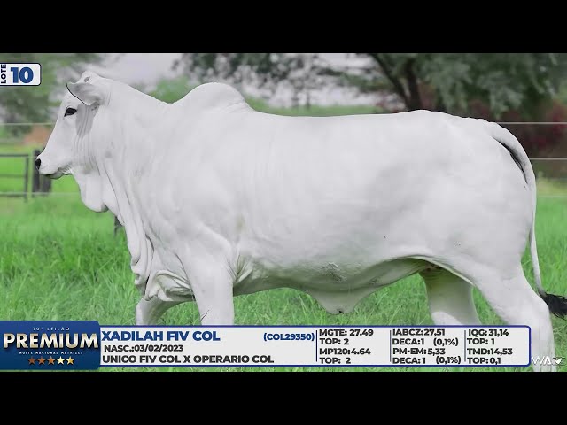 LOTE 10   XADILAH FIV COL