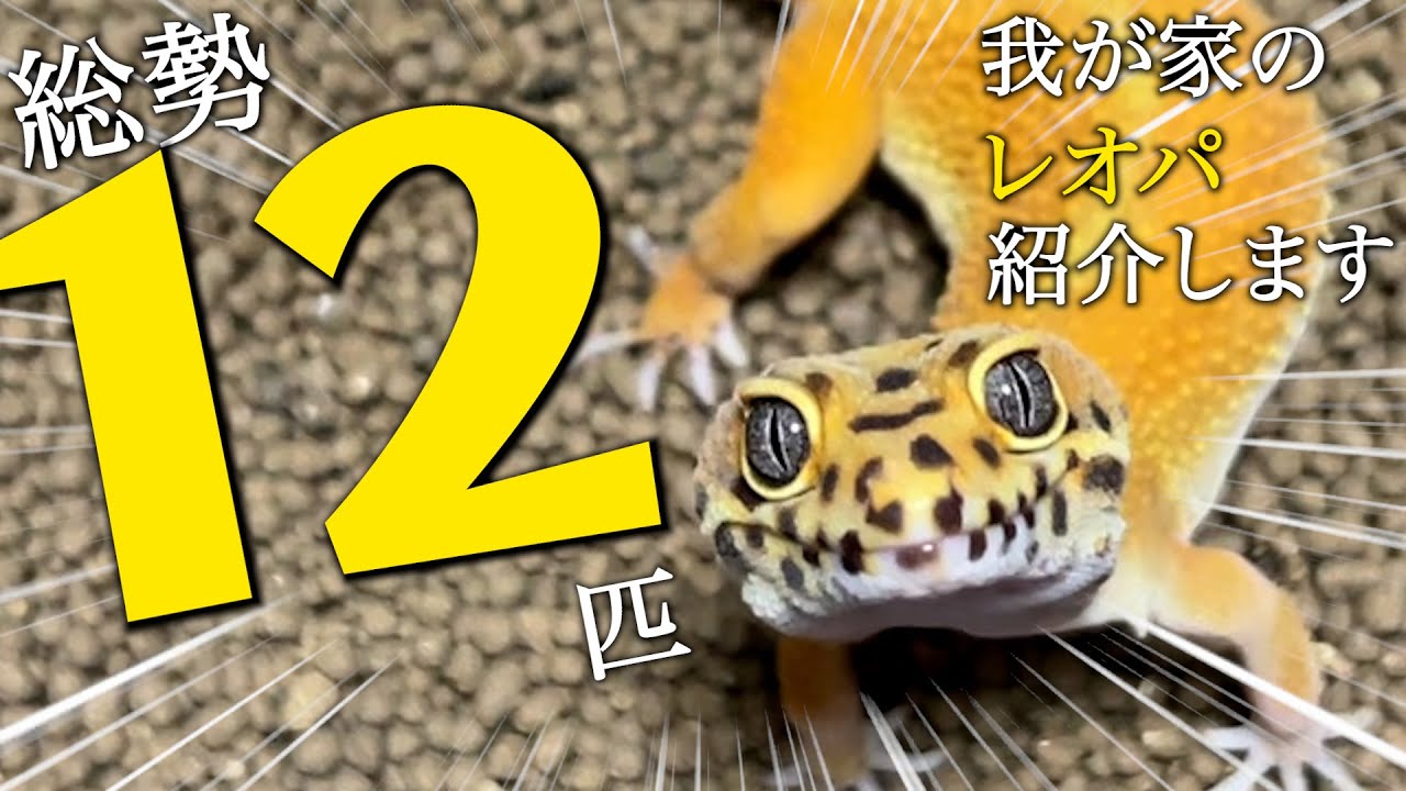 総勢１２匹！たくさん増えたレオパを大紹介！！！【爬虫類】