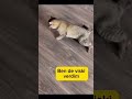 Abi naptın #keşfet #funny #kedi #komik