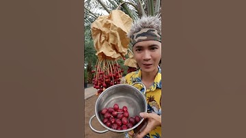 vườn cây chà là xuân trang làng hoa sa đéc