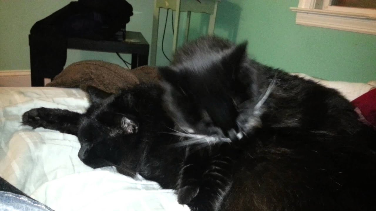 Coon cats cleaning each other YouTube