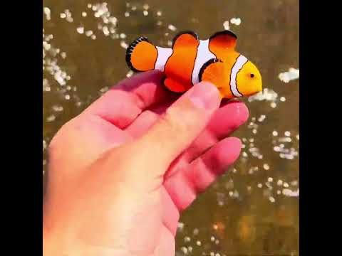 Clownfish Toy Shore Discovery – Off To The Tub!