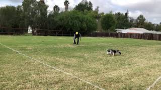 Key 2019 Skyhoundz MicroDog World Record