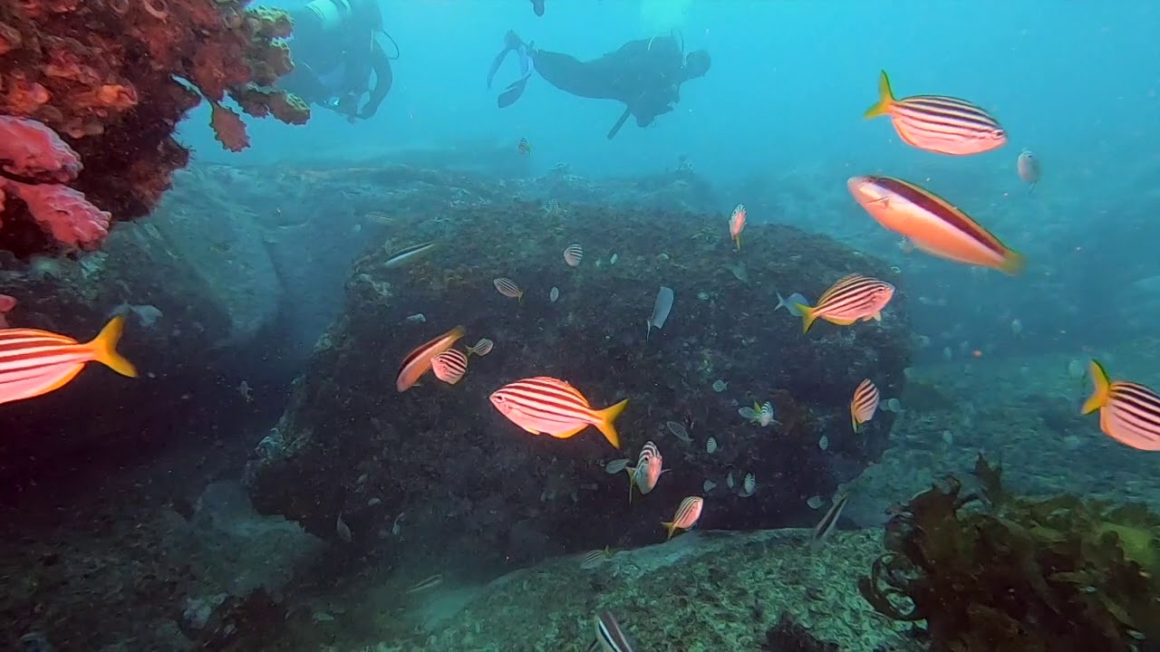 scuba diving tour sydney