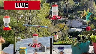 1000’s of hummingbirds live in Southern California Easy is live!