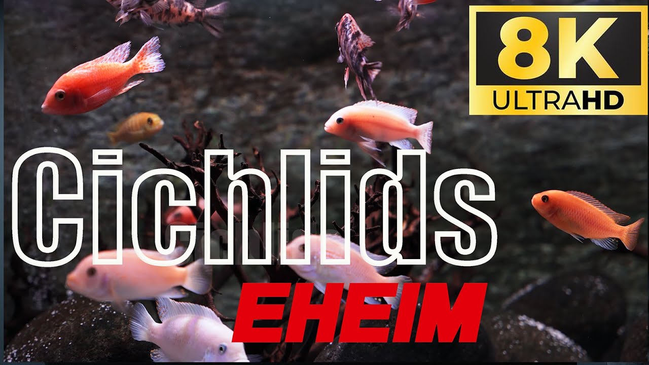 Идеальная установка аквариума для цихлид с оборудованием EHEIM