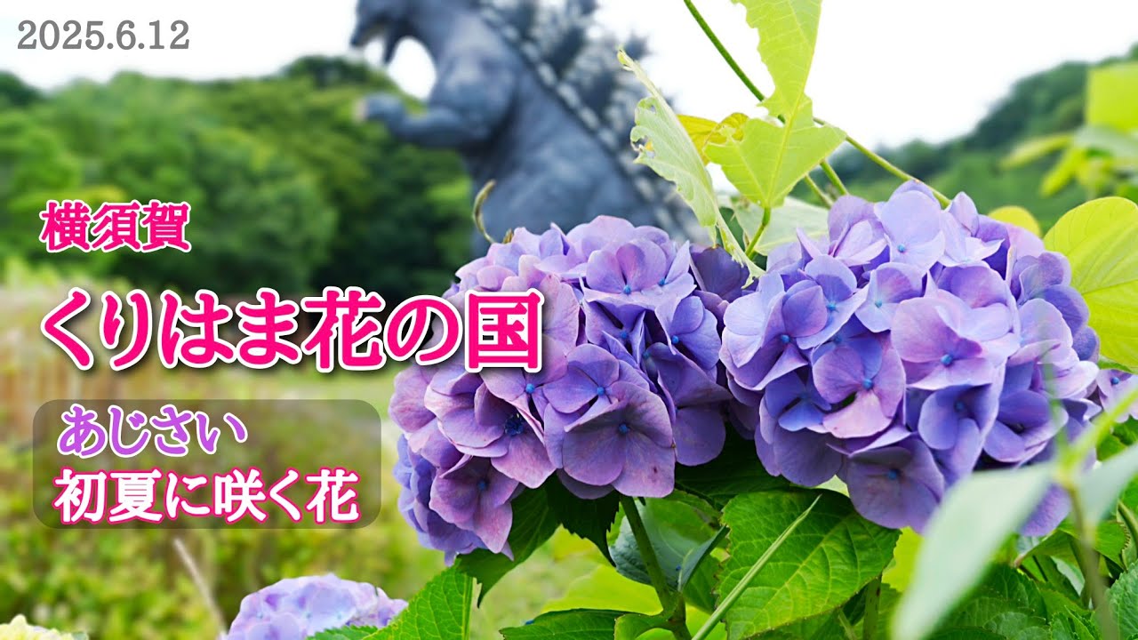 くりはま花の国・あじさい｜あじさいと6月に咲く花！【2025年6月12日
