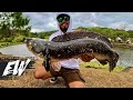 Chasing the 34inchlong giant snakehead  y4e41