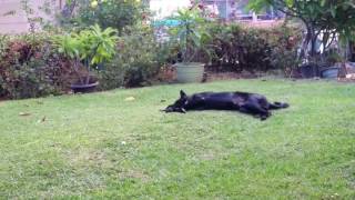 Amadeus leisure time