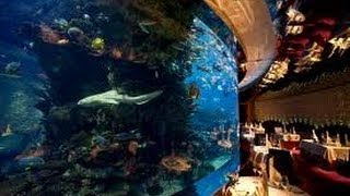 Burj al arab "al mahara" the best restaurant in world 2 michelin
(mauroudis haris)