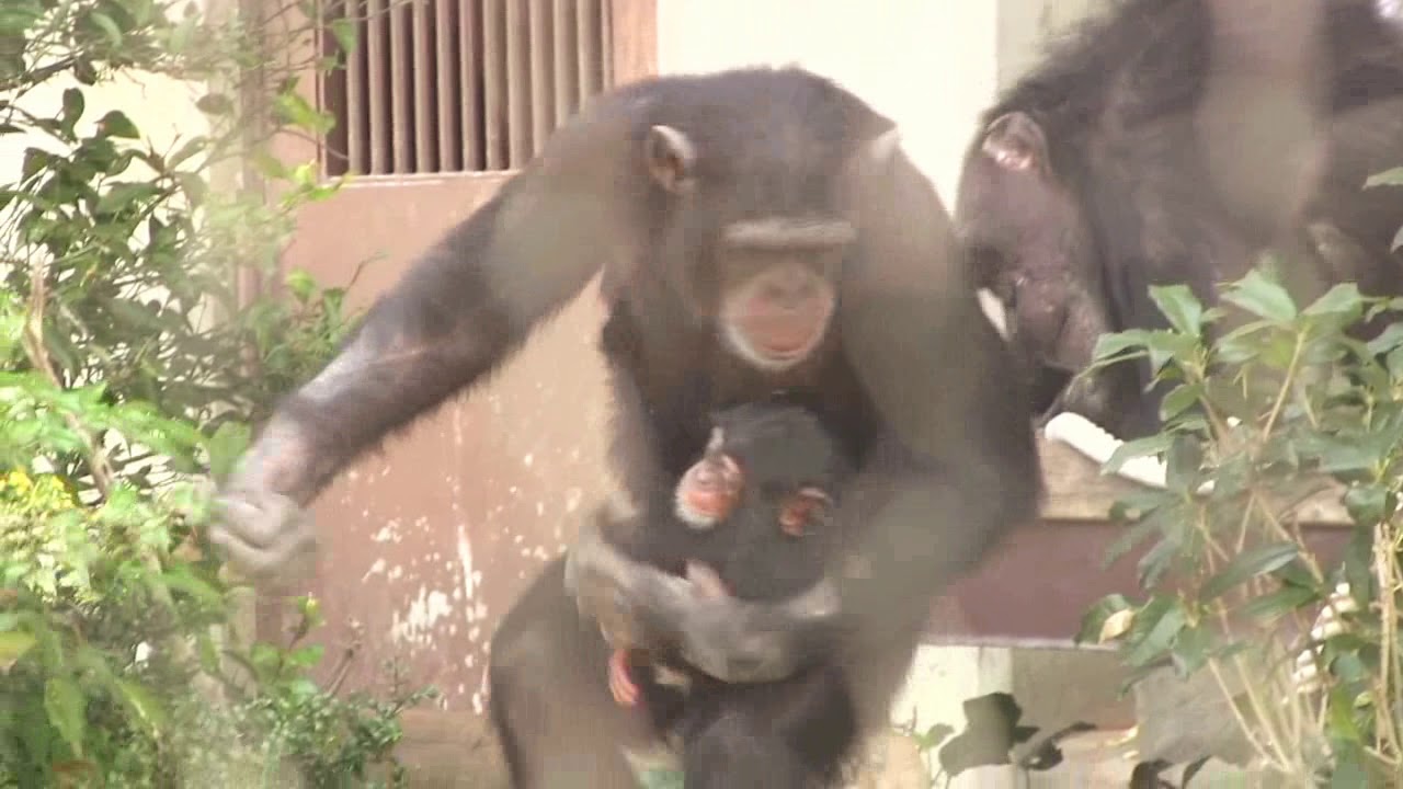 双子babyと兄リキ [ベビーシッター編]⑦ Twin babysitter Brother Riki