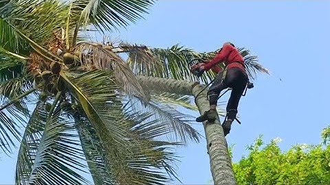 Cưa cây dừa với cây tràm to , Siêu nhanh lẹ .Cưa cây kỹ thuật cao