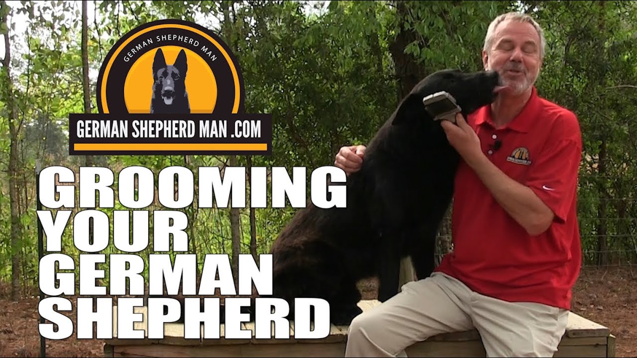 German Shepherd shedding...what to do with GSM