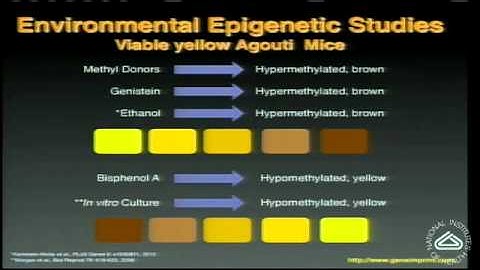 Epigenetics: How Genes and Environment Interact