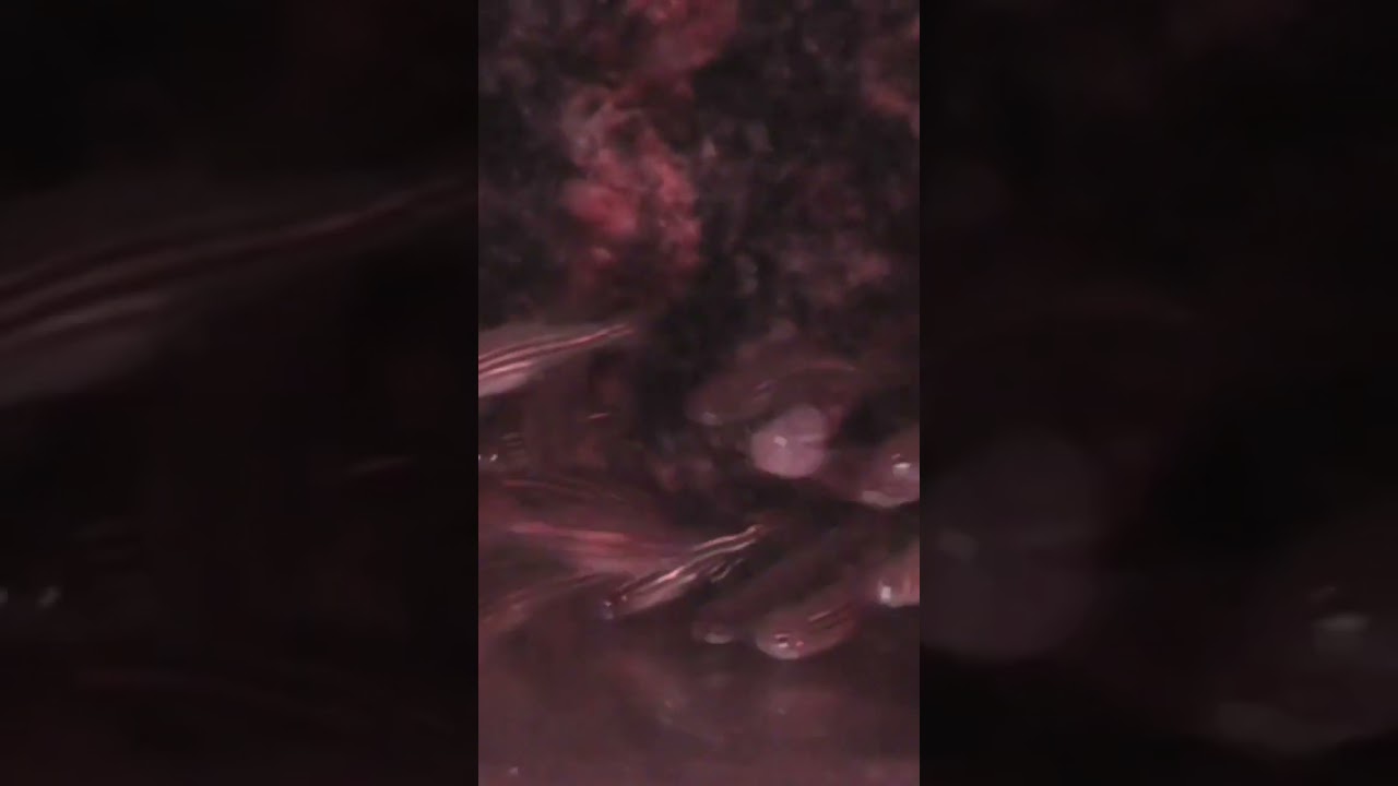 Zebrafisk I stærkt strømmende vand