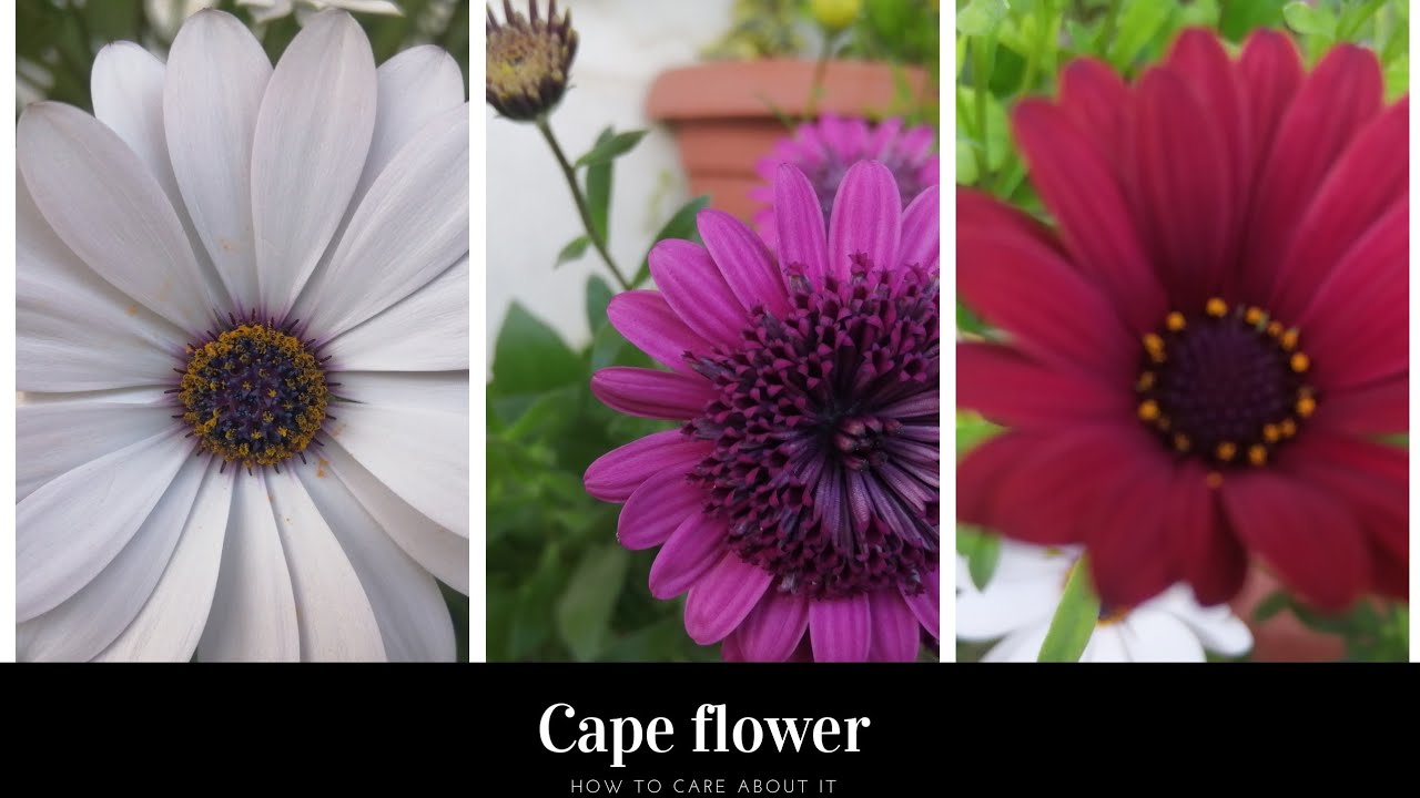 Cape daisy plants, how to take care of them YouTube
