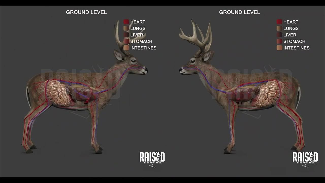 Deer Shot Placement, Whitetail Deer Anatomy