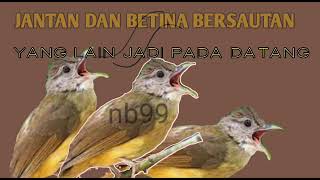 Suara Pikat Cucak Jenggot