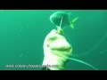 Carangue Hippos - Chasse sous-marine
