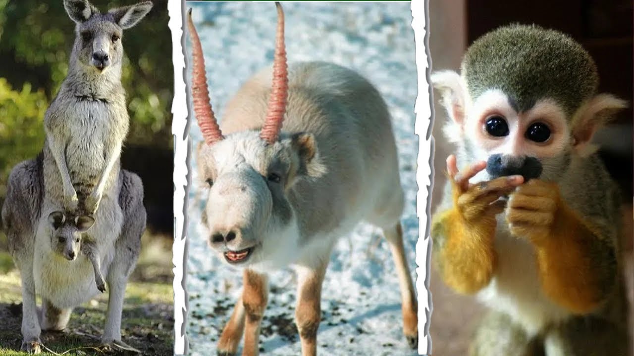 10 Animales Exóticos Que Puedes Tener Como Mascota Legalmente | Dato  Curioso - YouTube