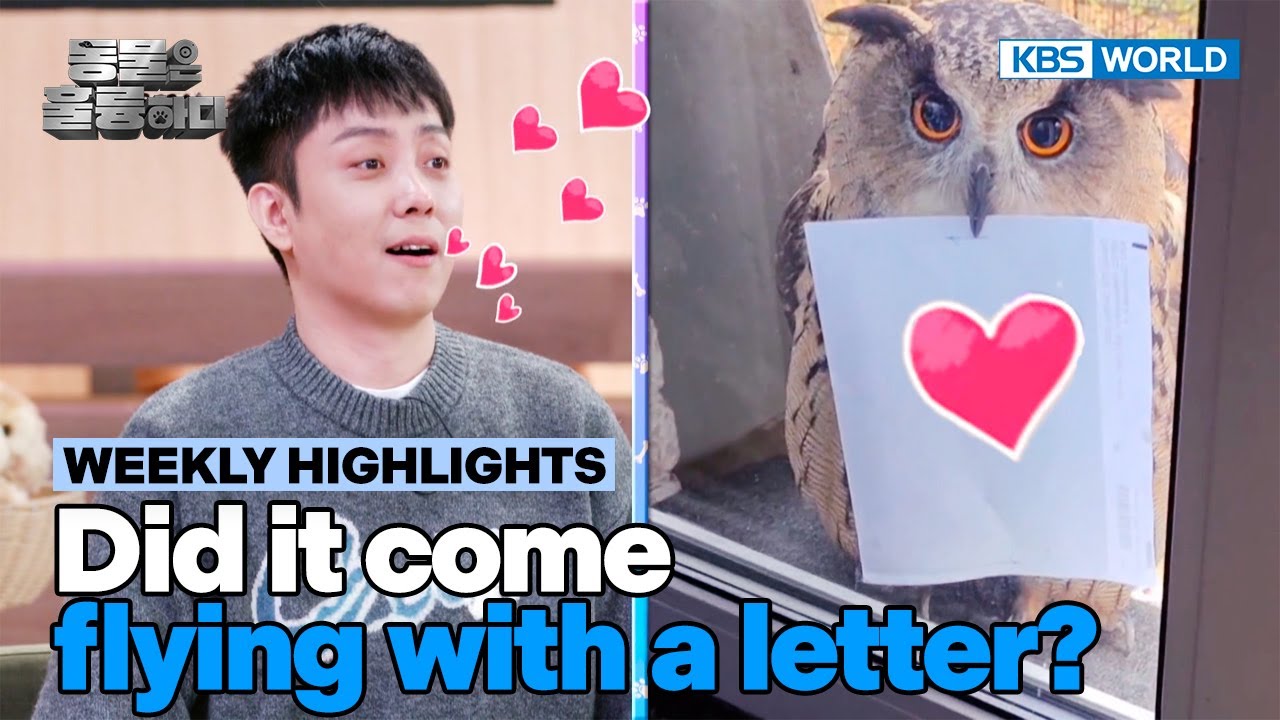 [Weekly Highlights] It's an invitation💌 [Animals Are Incredible] | KBS WORLD TV 250219
