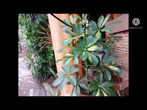 Video: Pagputol ng mga halamang bahay ng Schefflera - Paano Pugutan ang Halaman ng Schefflera