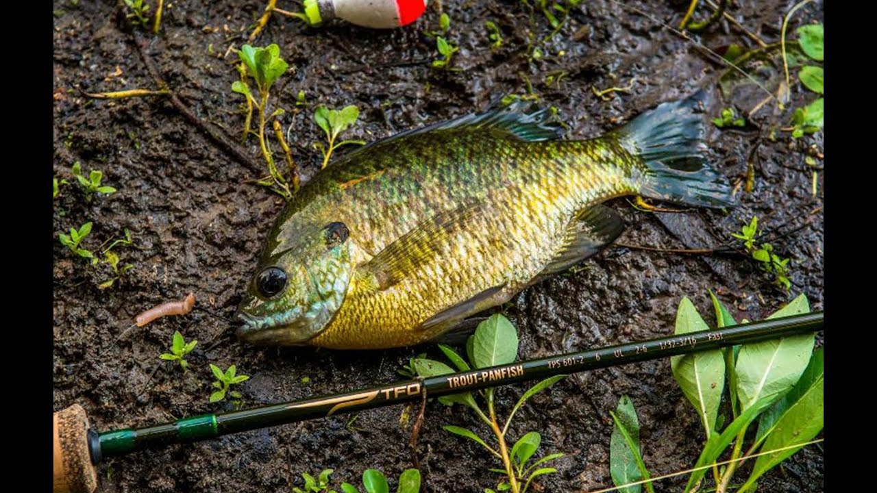 Temple Fork Trout-Panfish Rods with Bill Sherck