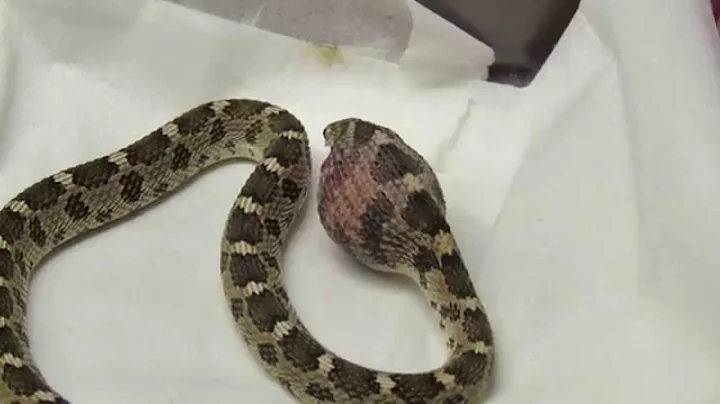 African Egg-Eating Snake Eating an Egg【HD】