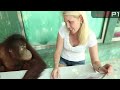 Katie the Orangutan predicts Malaysian GP 2013 winner - Fernando Alonso!
