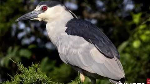 tiếng vạc kêu toác chuẩn đánh tháng 8 năm 2021 cho ae nào cần #tiếngvac #vạckeu vạc cắn