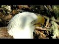 Puszek - Bald Eagle (Bielik Amerykański)