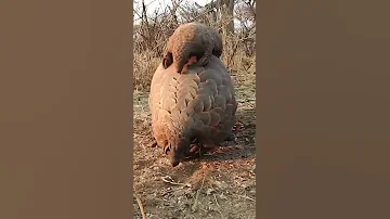 Невероятно причудливое существо панголин