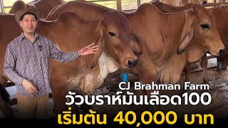 เปิดแบ่งวัวบราห์มันเลือด100 เริ่มต้น 40,000 บาท | พี่นุชา CJ Brahman Farm อ.โกรกพระ จ.นครสวรรค์
