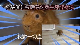 竟然有突發狀況｜天竺鼠介紹｜（coffee pig 介紹）