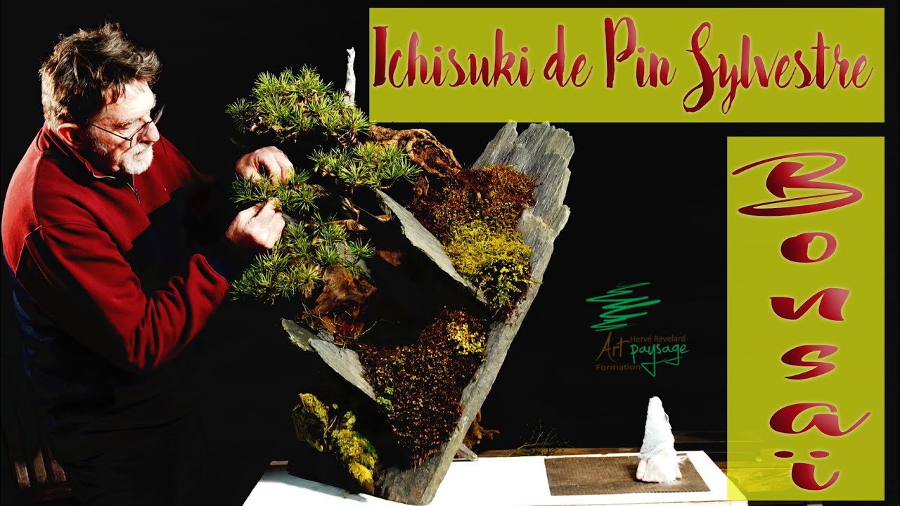 Ishisuki avec un pin sylvestre #bonsai, première création de design sur un plan incliné.