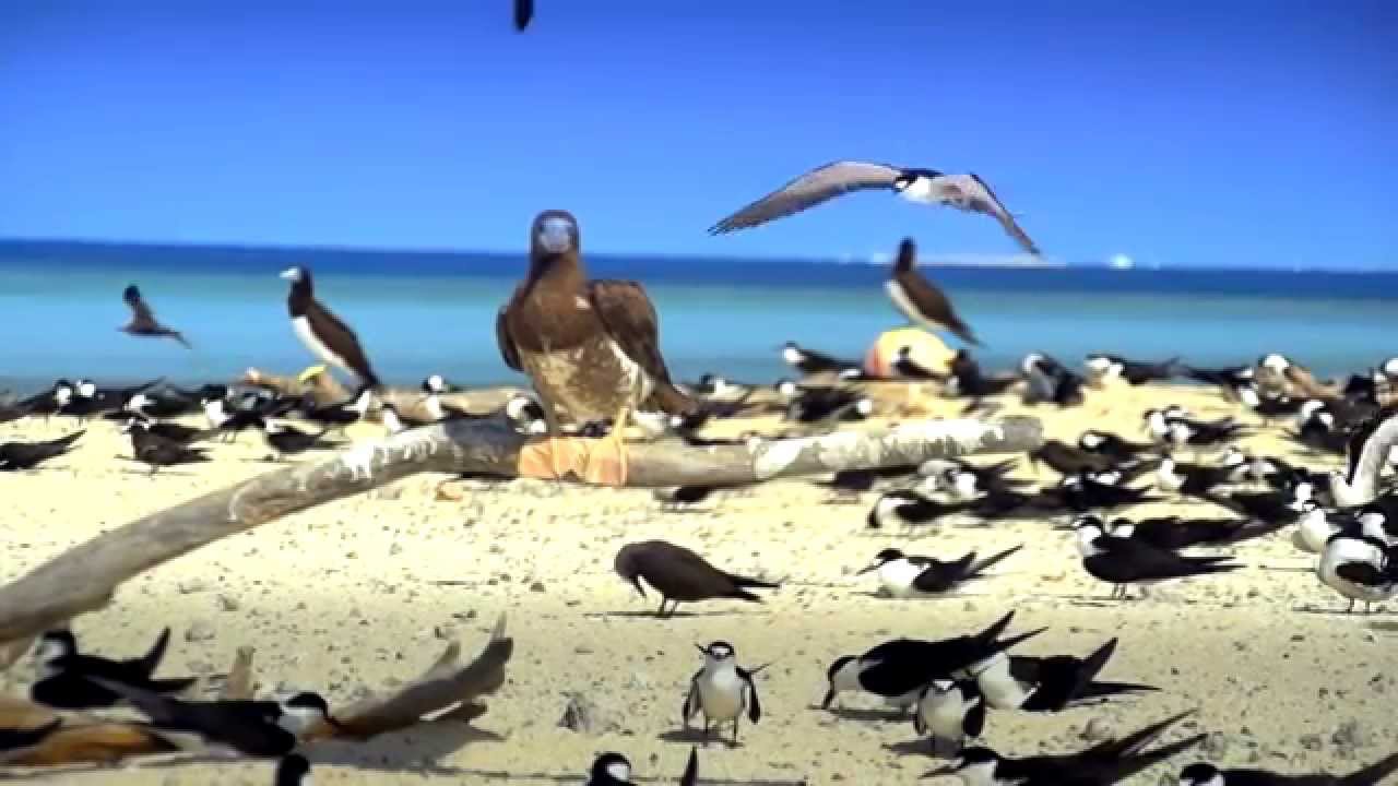 Great Barrier Reef Sailing Cruise with Ocean Spirit