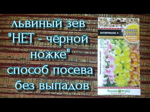 Львиный зев 'НЕТ