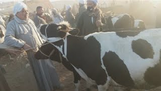 اسعار البقر الوالد سوق السبت دير الجنادله