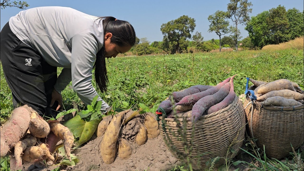 ถอนมันเทศ หรือมันแกว 2 สายพันธุ์ ปลอดสารพิษ ปลูกแบบอินทรีย์ ทำได้แบบนี้มีรายได้หลักแสน!!21ก.พ2569
