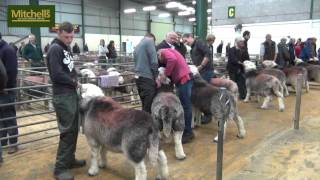 Cockermouth Herdwick Tup Sale