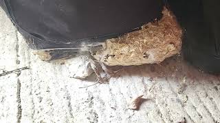 Wasp nest treatment by The Exterminator Pest Control