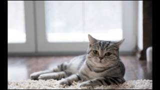 Blood in the Urine in Cats | Cat Care Tips